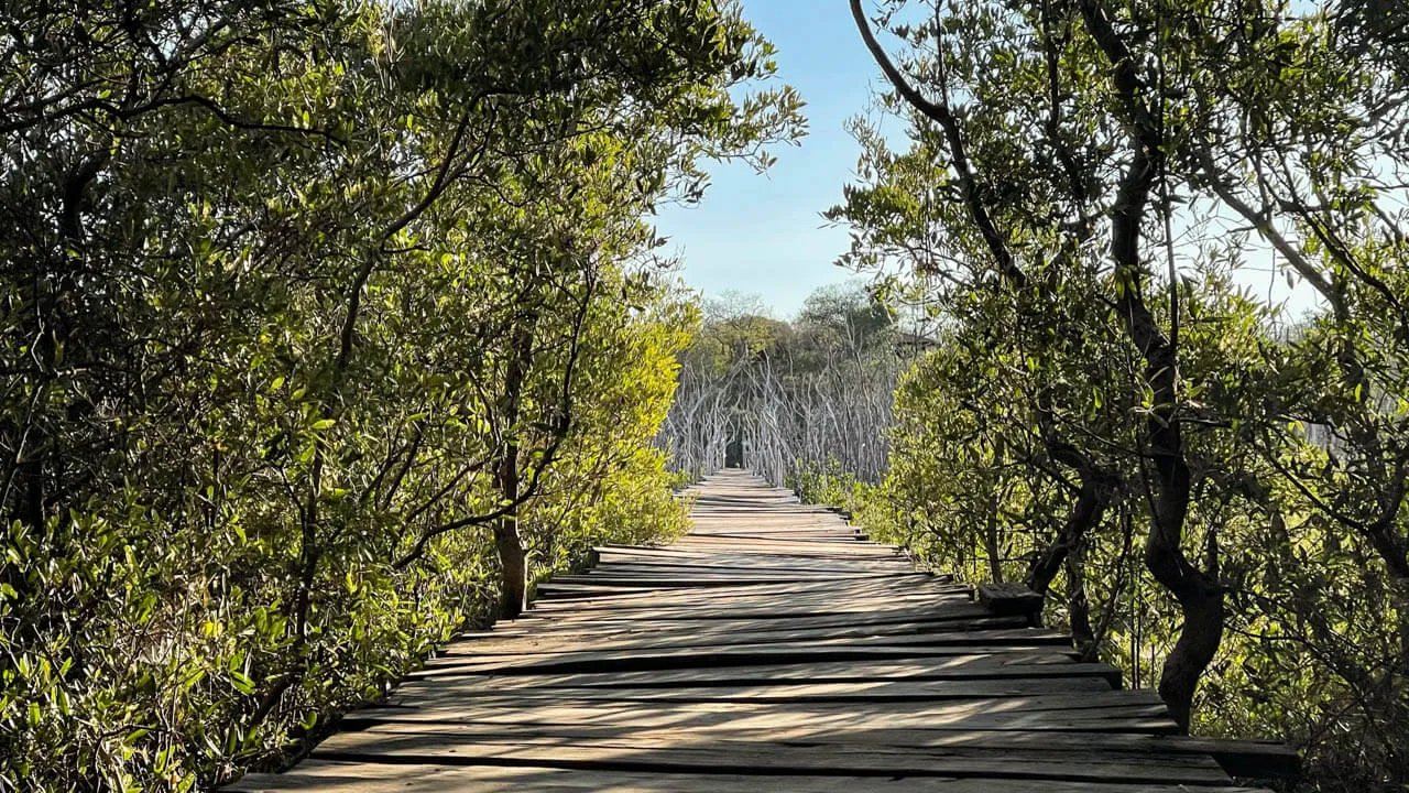 Wooden boardwalk through the mangrove forest near Playa Avellanas, Costa Rica