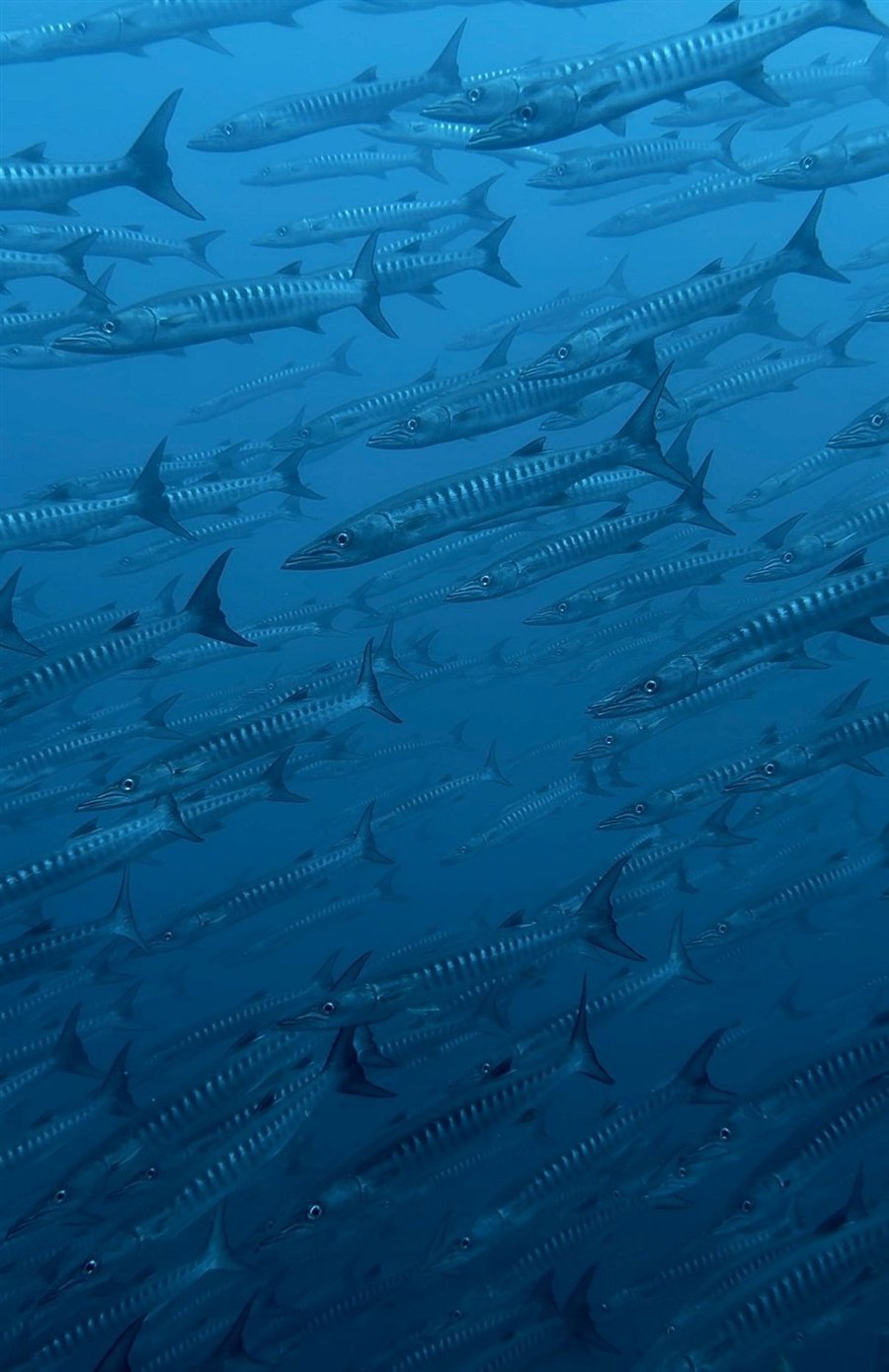 School of barracuda off Tamarindo, Costa Rica