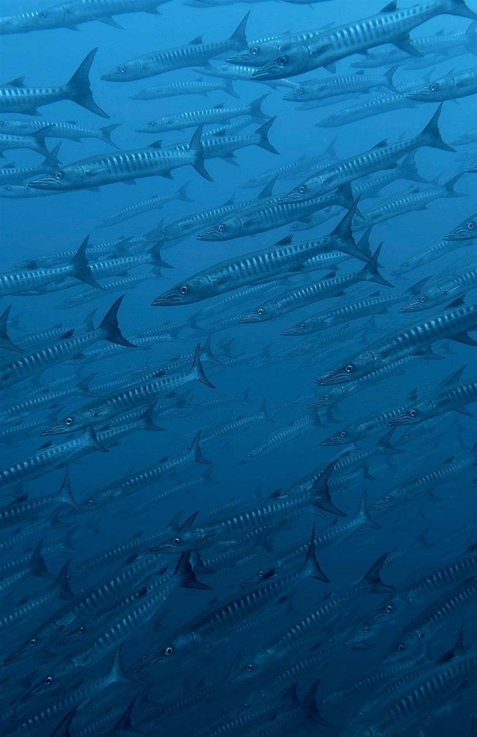 School of barracuda off Tamarindo, Costa Rica