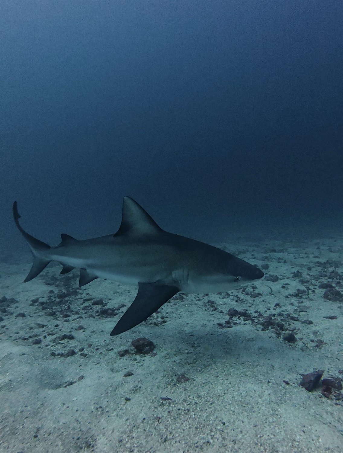 Bull shark at the Bat Islands, an advanced dive in Costa Rica
