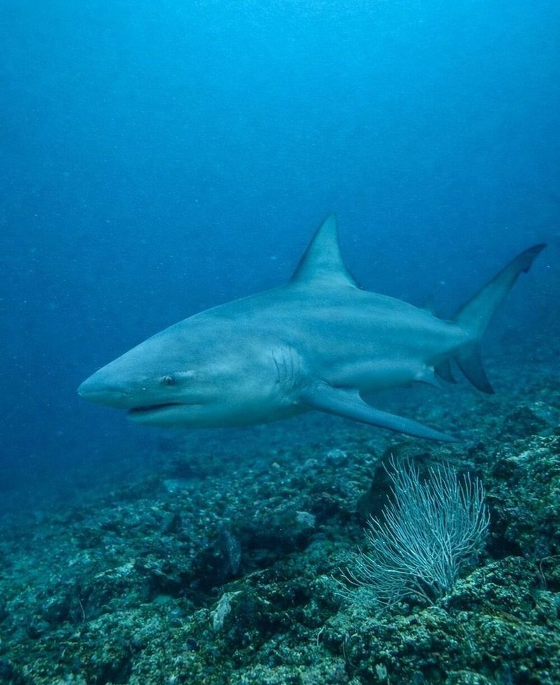 Bull shark at the Bat Islands