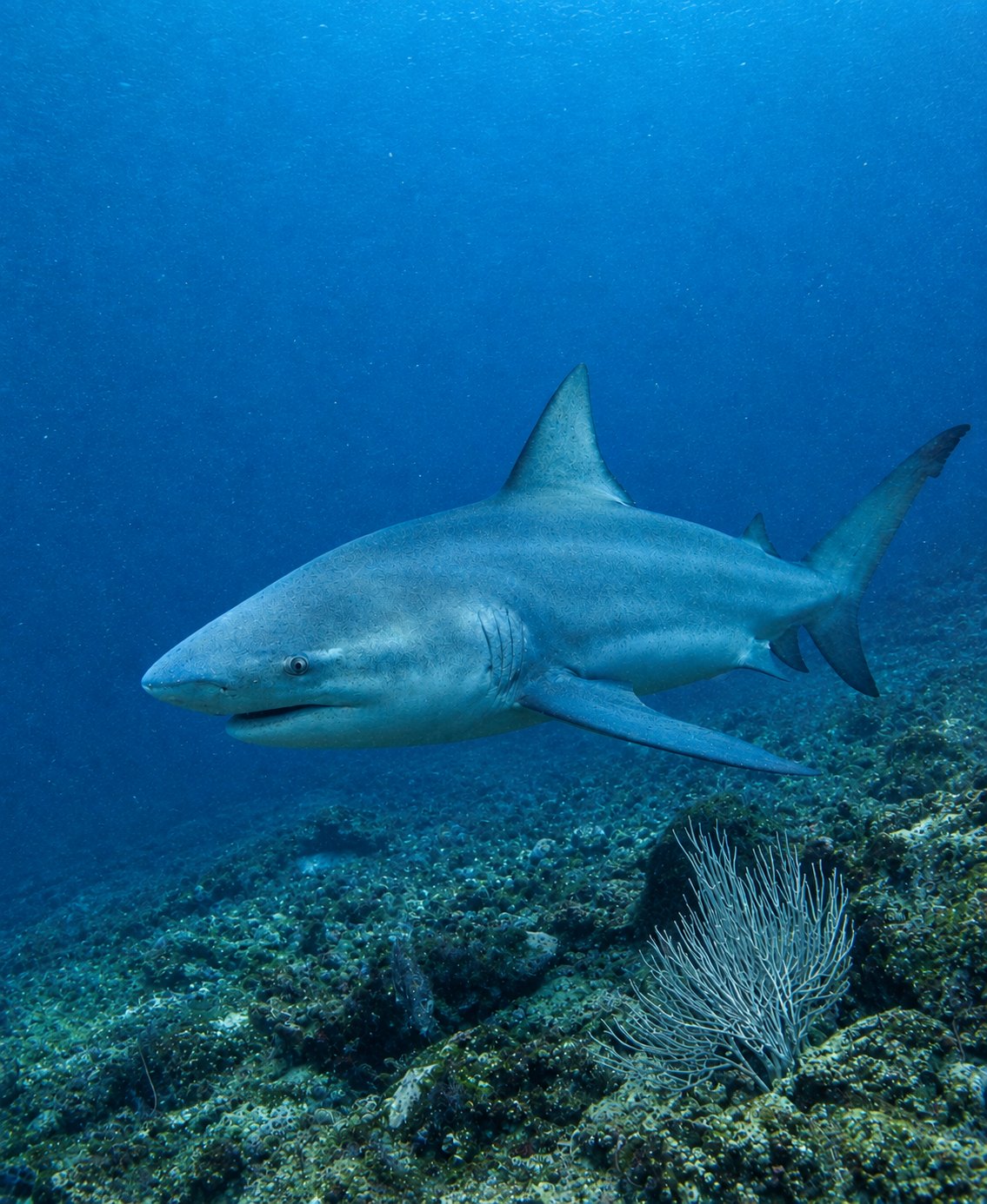 Tiburón toro nadando sobre el arrecife en las Bat Islands, Costa Rica