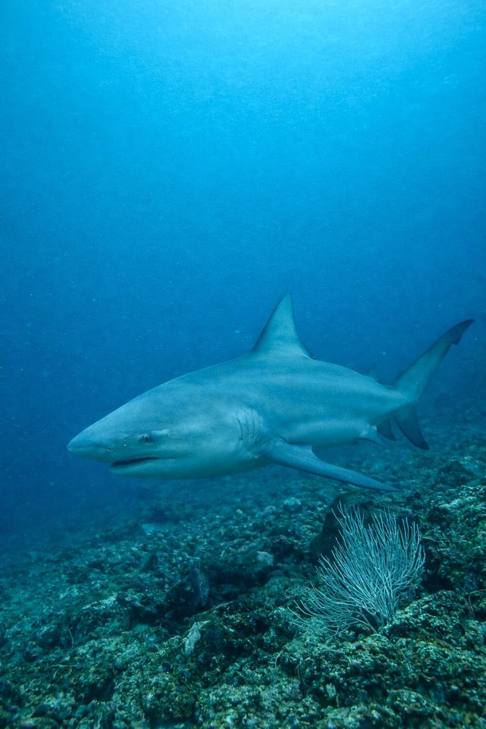 Bull shark at the Bat Islands, Costa Rica — advanced scuba dive