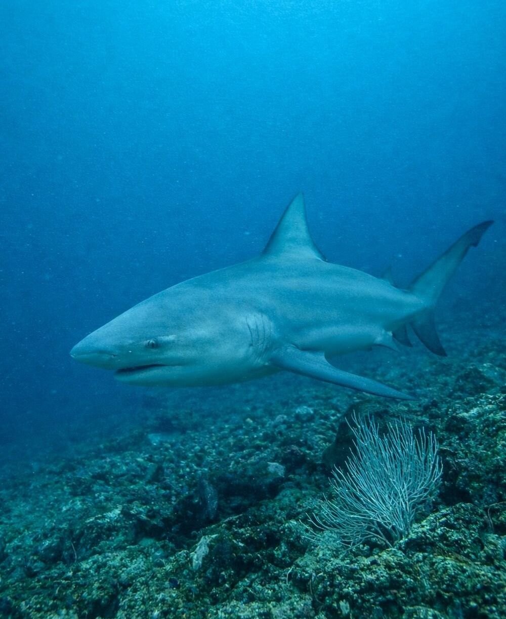 Bull shark at the Bat Islands, Costa Rica: advanced scuba dive