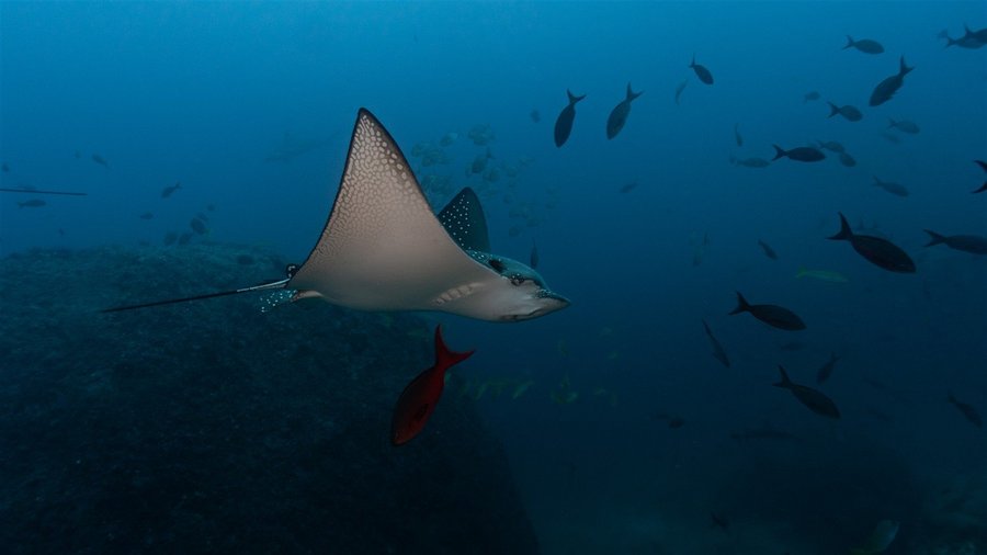 Spotted eagle ray gliding over the reef near Tamarindo
