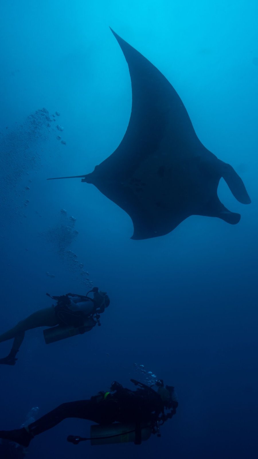 Giant manta ray with divers, Catalina Islands