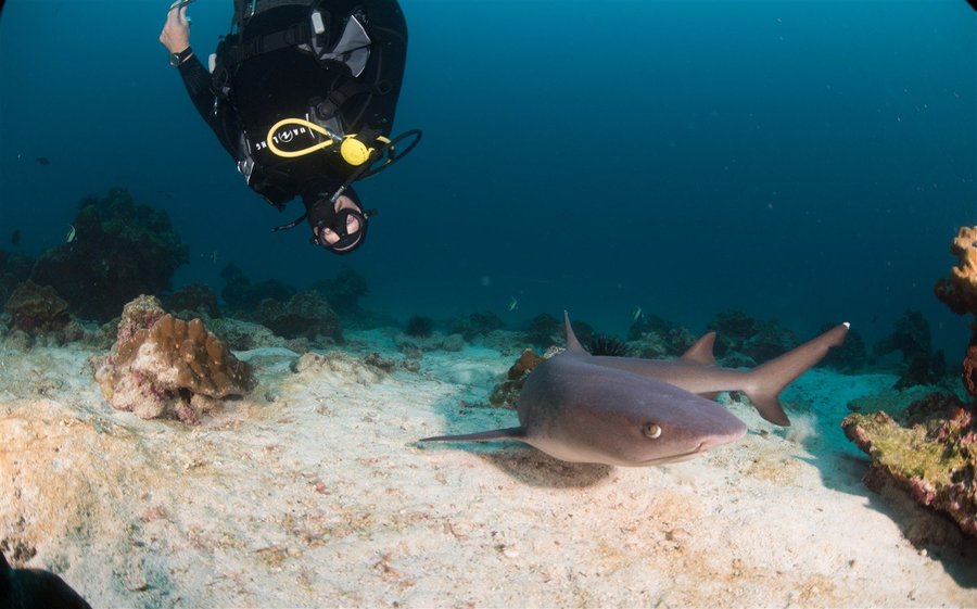 Diver and nurse shark on a reef in Costa Rica