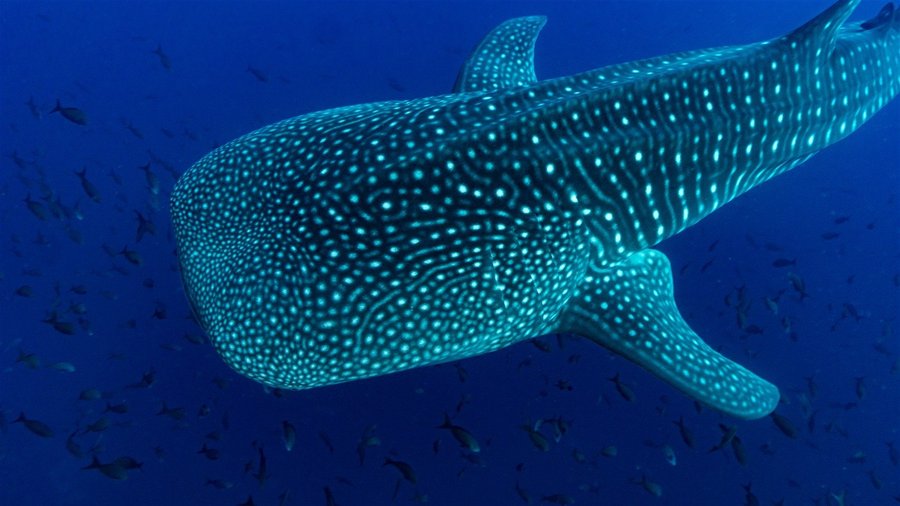 Whale shark swimming off the coast of Costa Rica