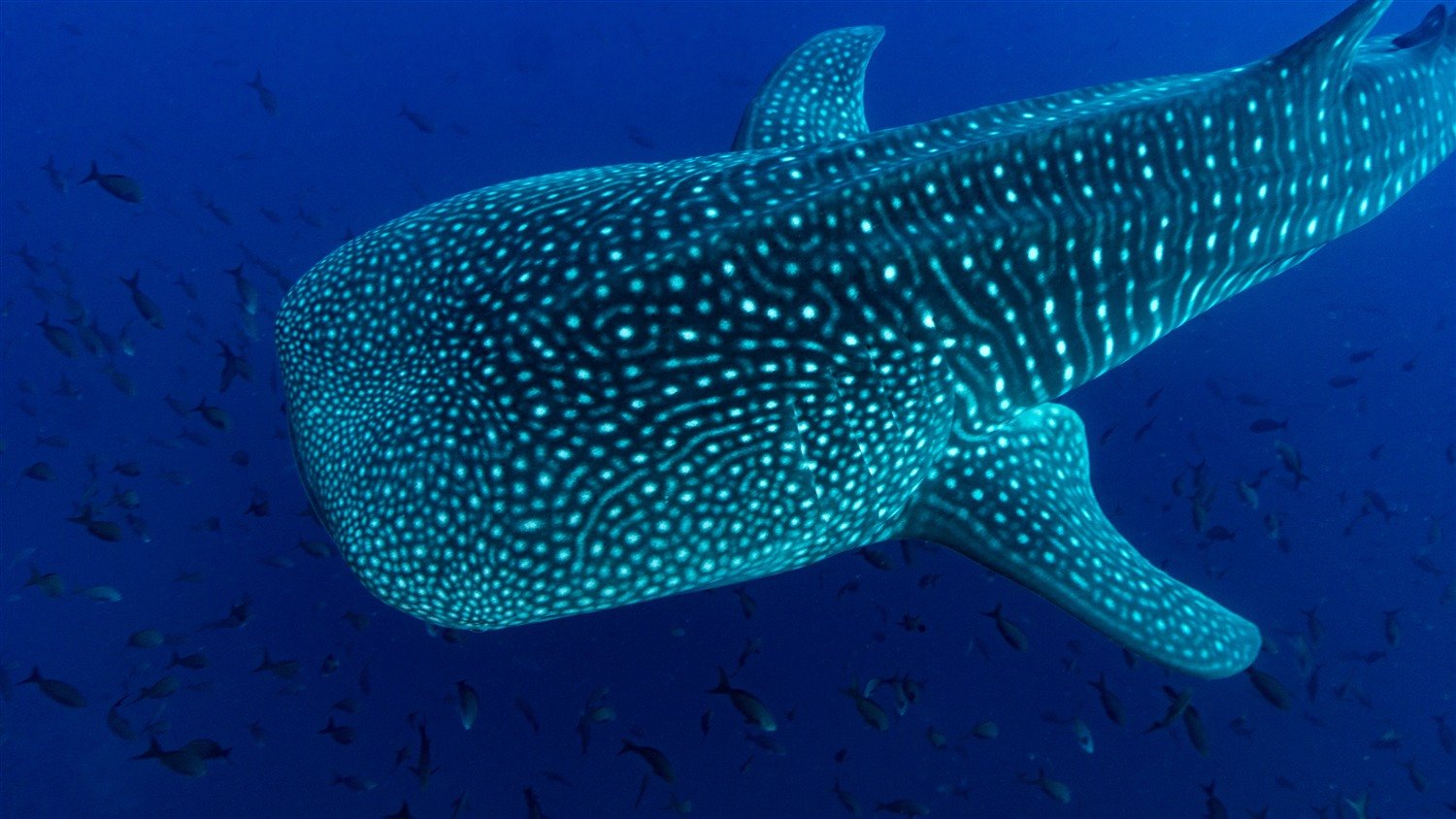 Whale shark swimming off the coast of Costa Rica