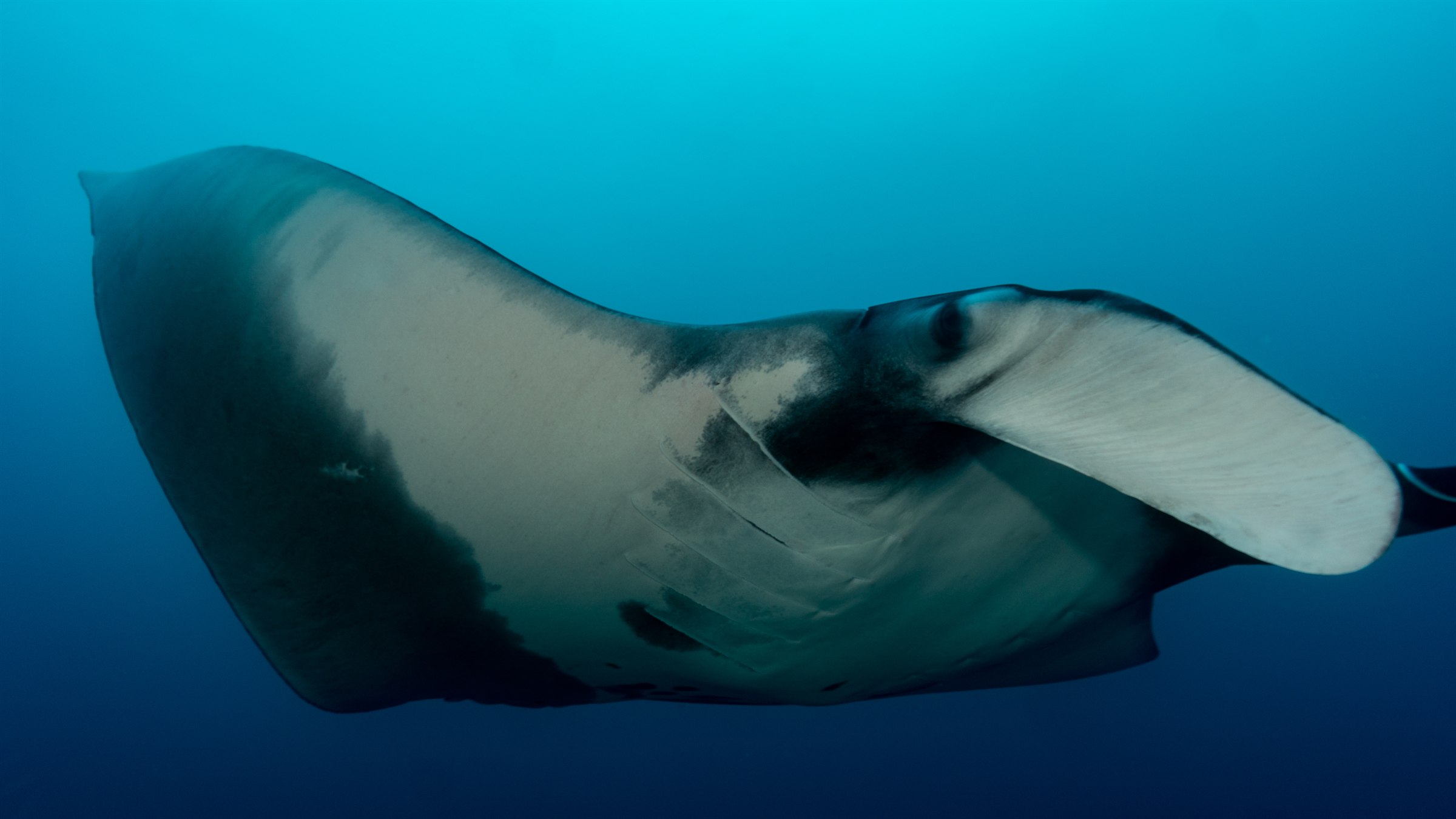 Giant manta ray gliding through clear water off Tamarindo, Costa Rica