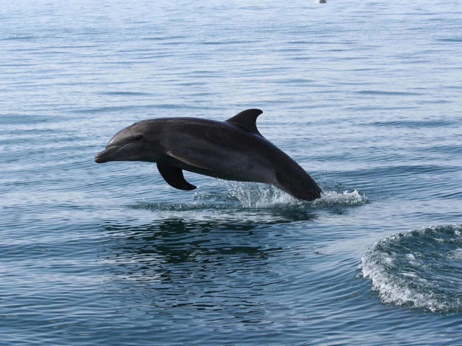 Dolphin off Tamarindo, Costa Rica