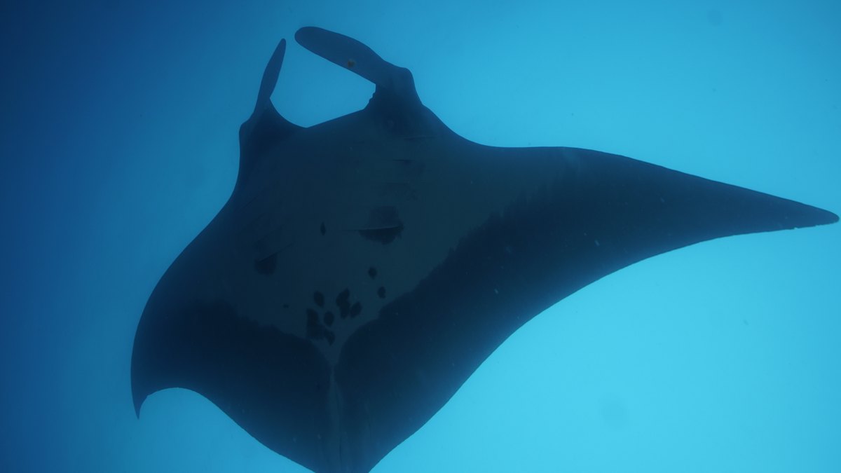 Manta ray off Tamarindo, Costa Rica