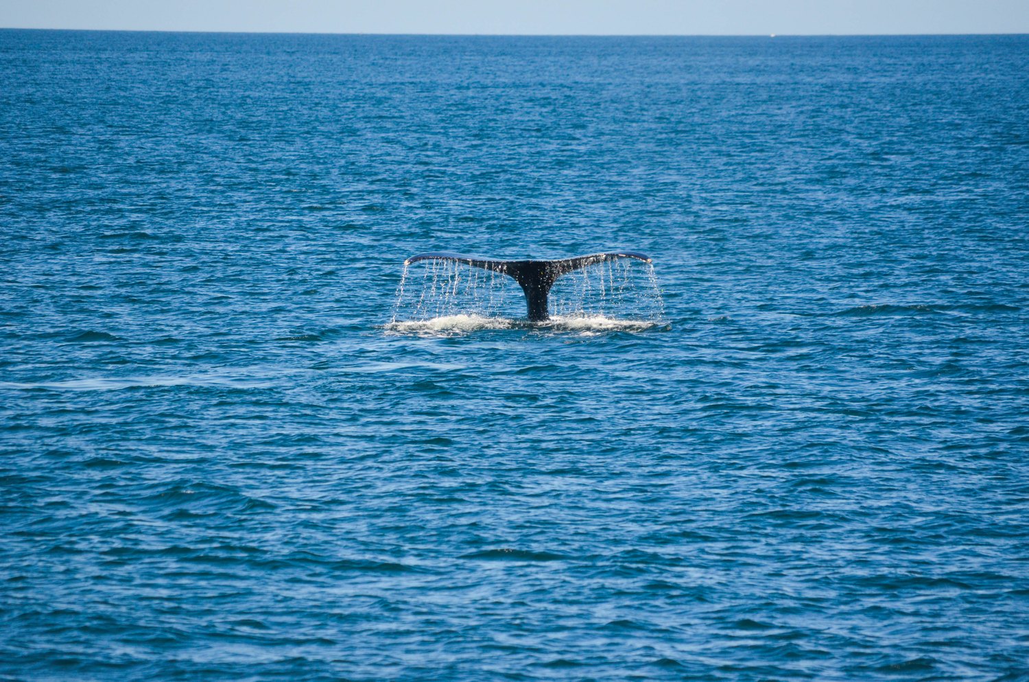 Humpback whale tail off Tamarindo, Costa Rica during whale watching season
