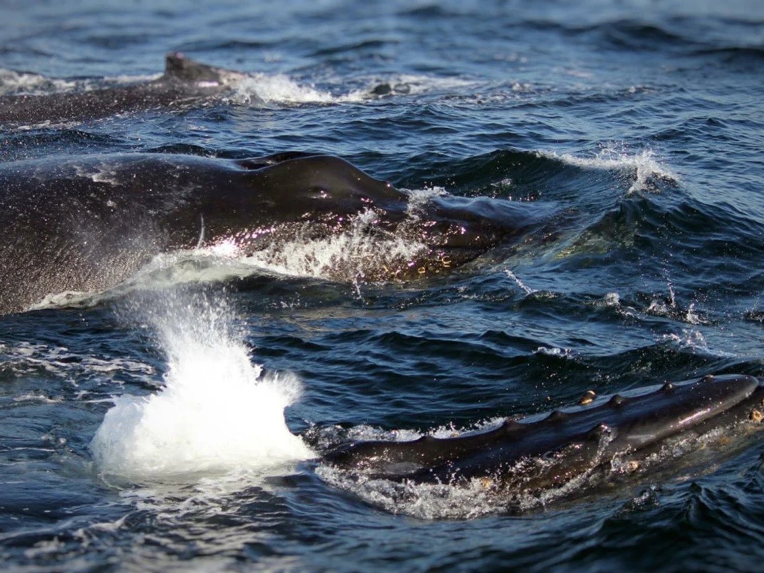Humpback whale off Tamarindo, Costa Rica