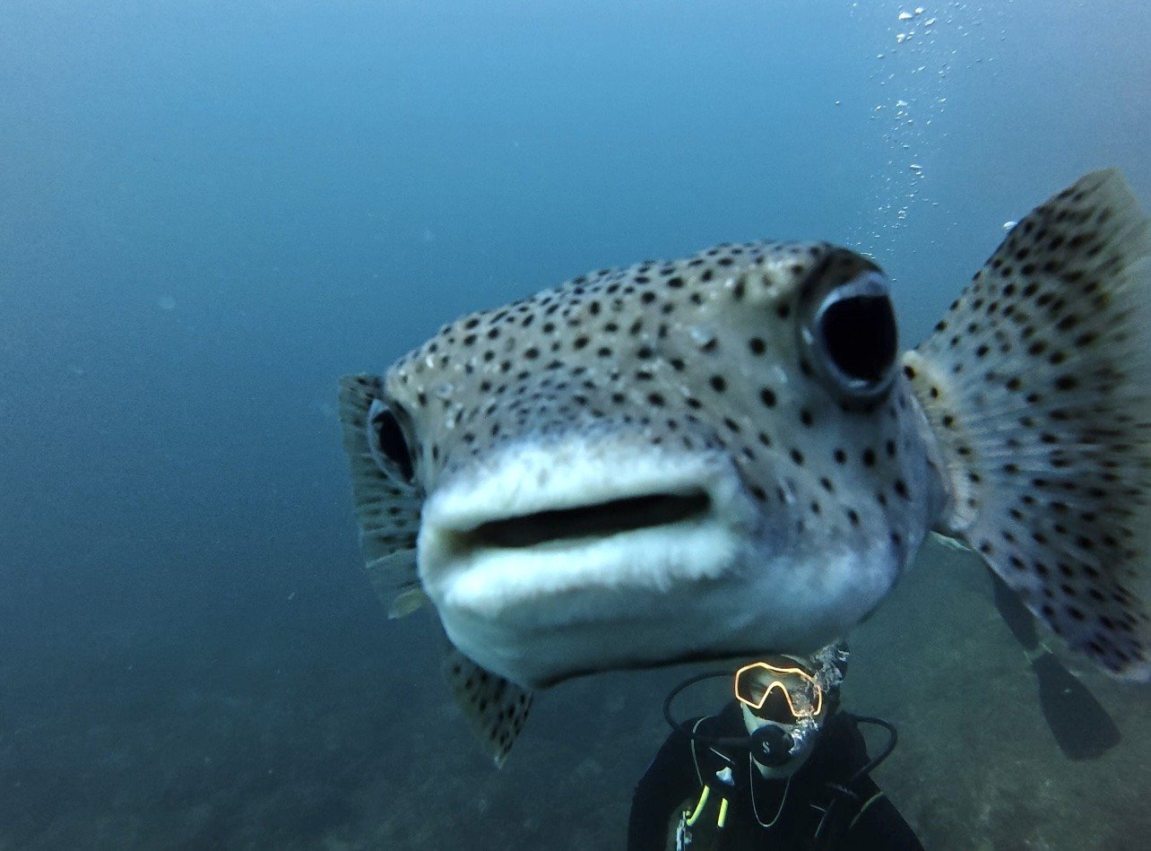Pufferfish and diver on a fun dive at Las Catalinas, Costa Rica