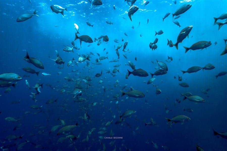 Large school of tropical fish off Tamarindo