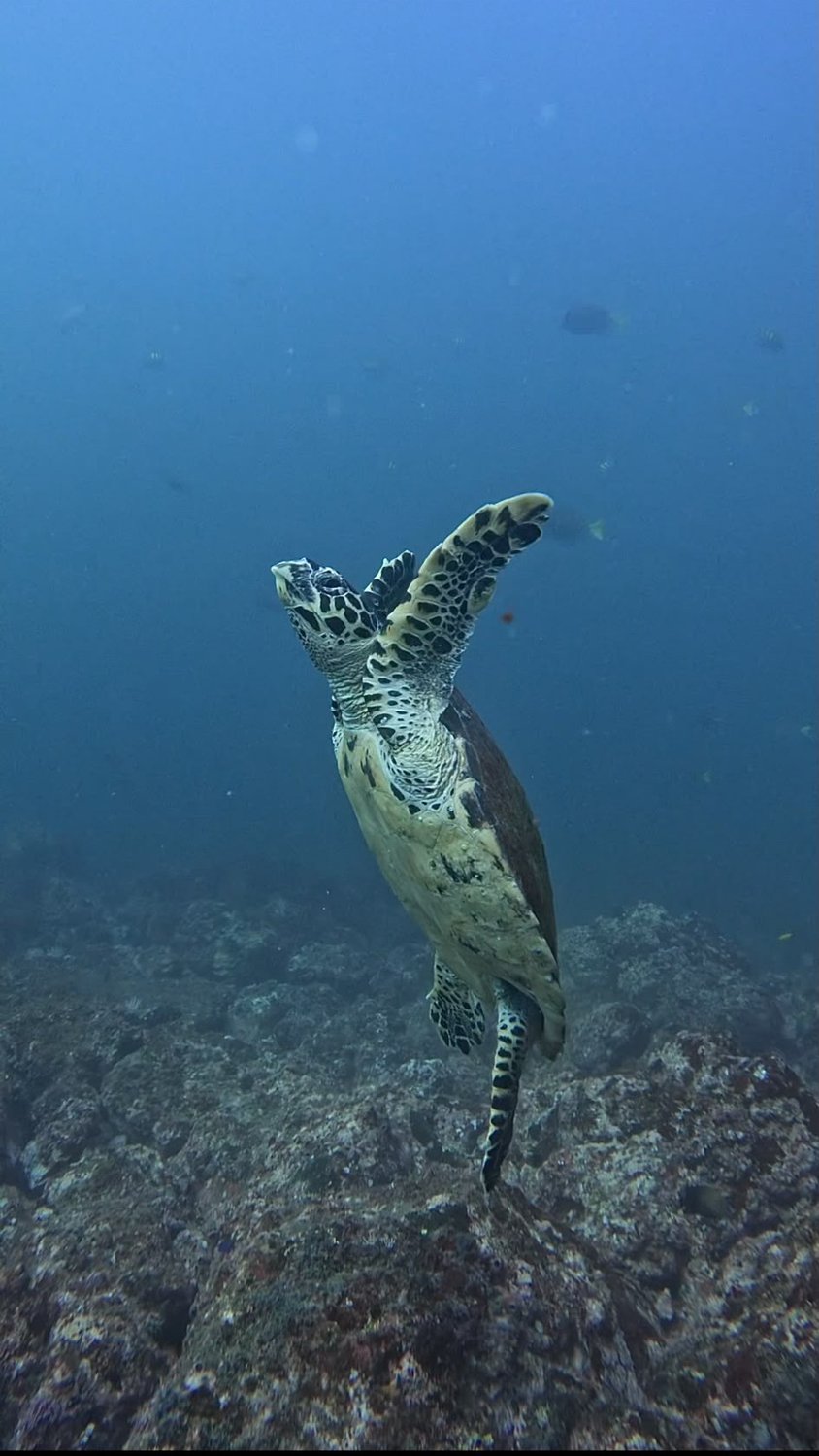 Hawksbill sea turtle swimming over the reef off Tamarindo, Costa Rica
