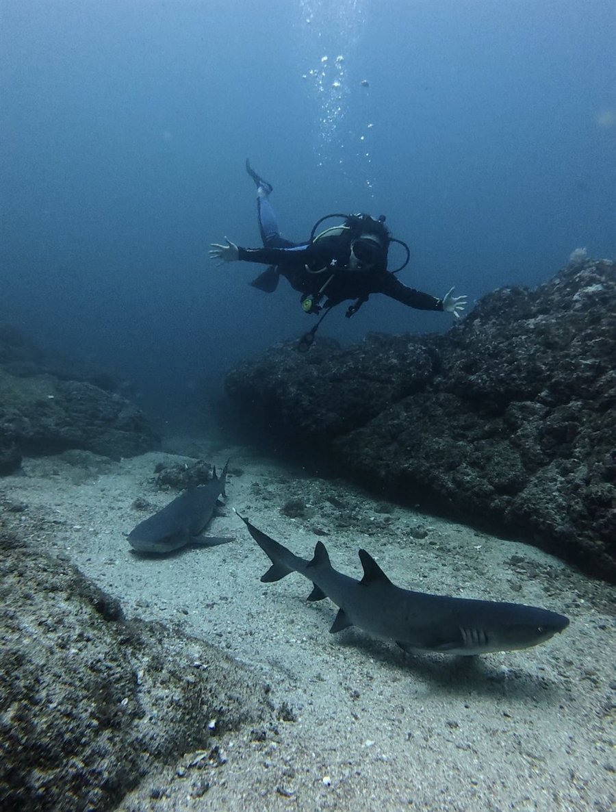 Diver above two whitetip reef sharks resting on the sea floor
