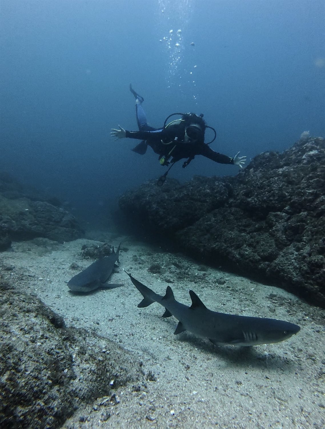 Diver above two whitetip reef sharks resting on the sea floor