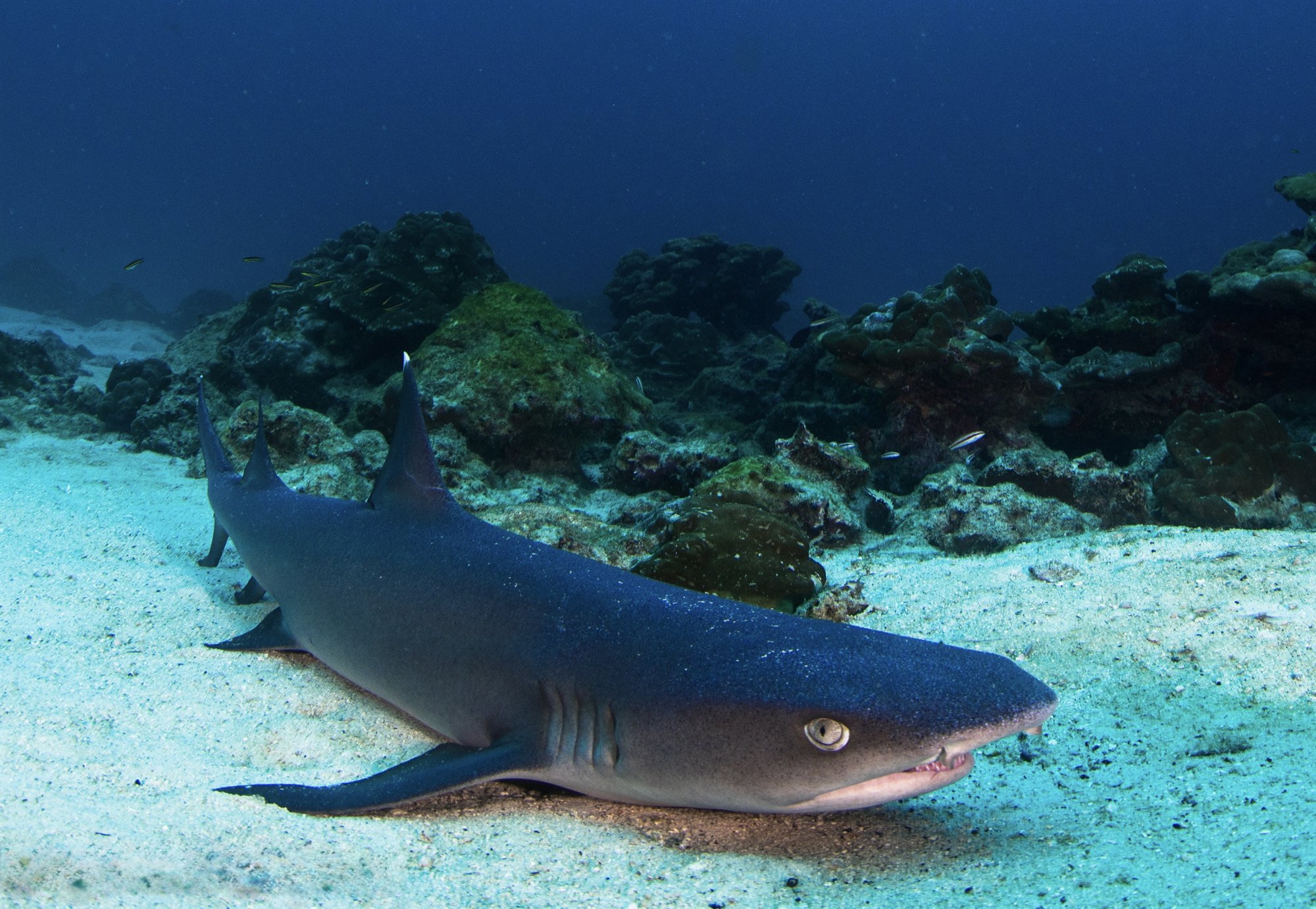 Whitetip reef shark resting on the sea floor near Tamarindo, Costa Rica